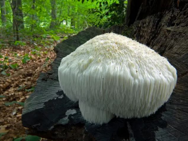 Houba Lions Mane (4)
